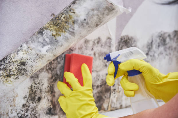 Best Attic Mold Removal  in Stony Prairie, OH